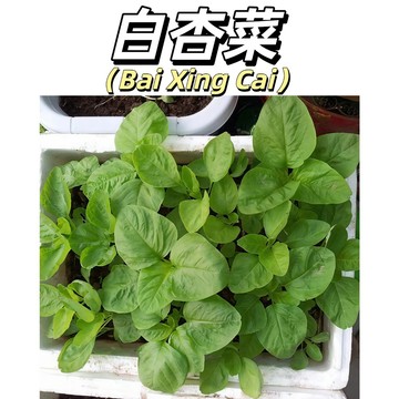 嘉儀現貨（白杏菜種子）老品種中圓白莧菜種子五絲庭院田園蔬菜.黃綠色葉,生長速,開花晚#葉菜類種子