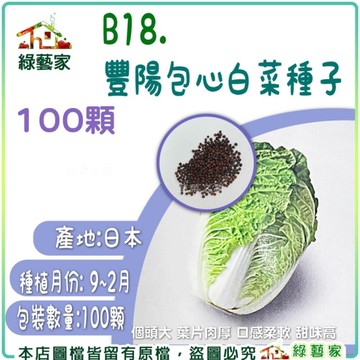 【綠藝家】B18.豐陽包心白菜種子100顆 (產地日本) 大白菜 結球白菜 包心白菜