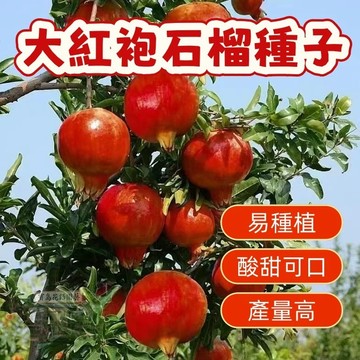 🌱大紅袍石榴種子SL -2盆景石榴陽台庭院種植 四季播種植 水果種子 矮化盆栽 地栽 耐寒耐熱 四季播種 多款石榴種子🌷