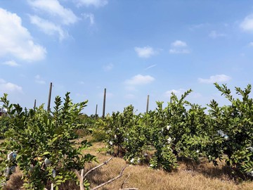 紘緯推薦燕巢都內市區生活機能好臨路農地｜高雄市燕巢區燕北段