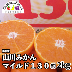 福岡産山川マイルド130　約2kg