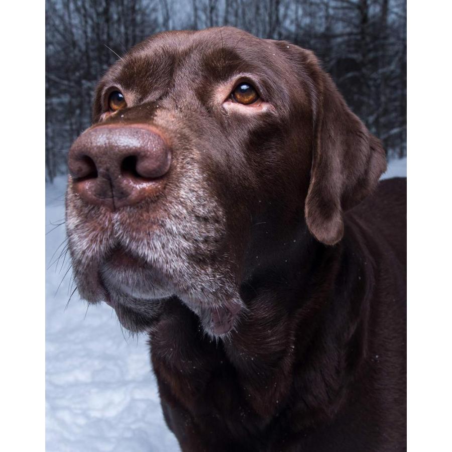 CVPuzzles Chocolate Lab Retriever in The Snow 504 Piece Jigsaw