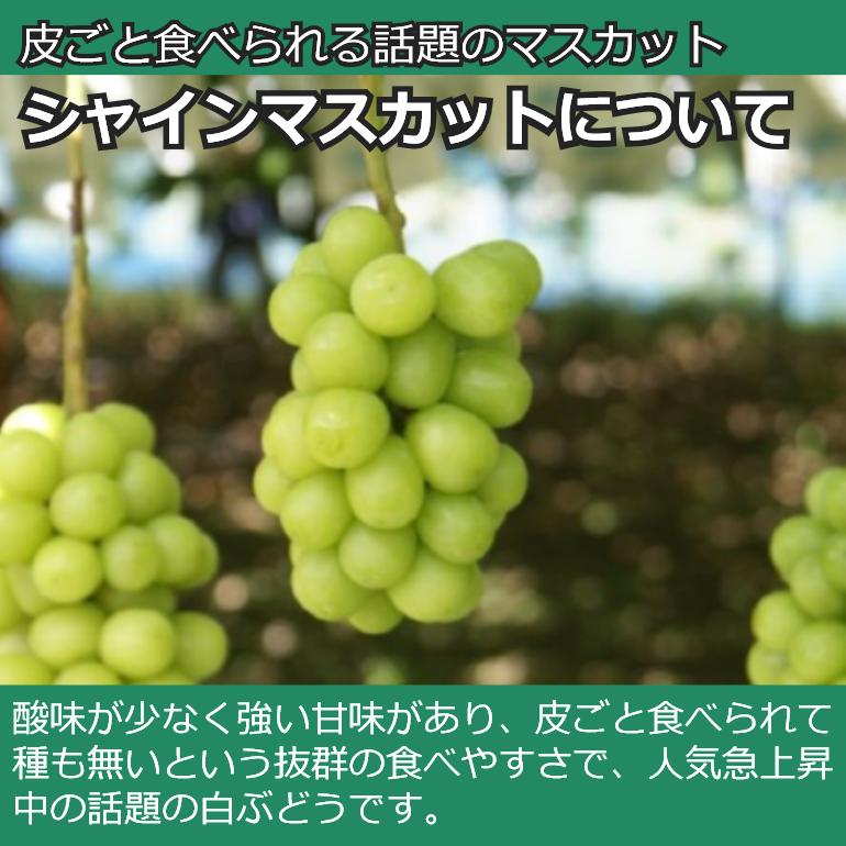 蔵出し 冬のシャインマスカット 約2kg   送料無料 冷蔵 クール 長野 産地直送 果物 フルーツ 葡萄  信州 小布施町 産直 数量限定