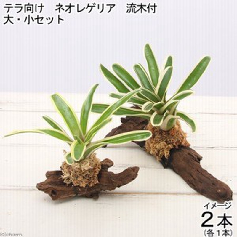 観葉植物 テラリウム向け ネオレゲリア 流木付 大 小セット 計２本 ブロメリア 通販 Lineポイント最大1 0 Get Lineショッピング