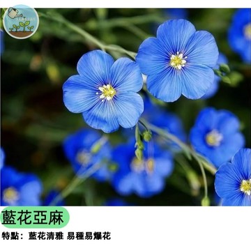 💙【夢幻藍色花海】藍花亞麻種子 宿根亞麻 多年生易種 纖細優美 蜜源植物 庭園花壇 陽台盆栽 四季可播 野花風格