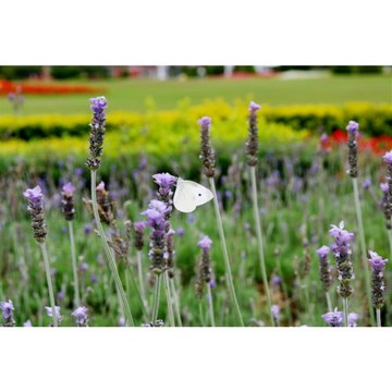 南投旅遊｜紫戀薰衣草.九族文化村.Hohocha喝喝茶.日月潭遊湖二日｜新竹出發_26TWNTC001