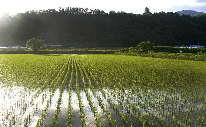 ◆新米定期便3ヶ月◆JGAP認証2種食べ比べ計10kg≪北海道伊達産≫