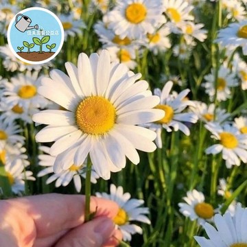 四季可種❤️ 台灣現貨 洋甘菊種子 有機香草 自種無農藥 新鮮泡茶最安心 可愛雛菊狀花 耐熱品種