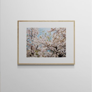 吳金燦 Leo Wu｜022 sakura 櫻 - 50 x 70 cm-黑胡桃色鋁框