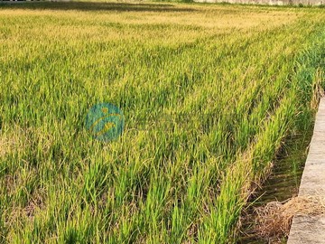 專委-161近航空城大竹北路一般農｜桃園市蘆竹區新庄子