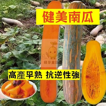 🌱早熟高產（健美南瓜種子NG-7）抗旱抗寒 耐熱 金瓜  易生長  高產 抗病抗旱易種植 高產爬藤蔬菜種子#果菜類