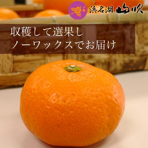 三ケ日青島みかん 10kg 送料無料