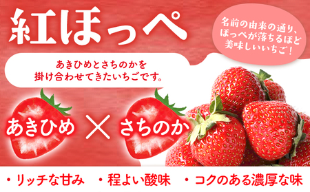 いちご 阿波ほうべに 紅ほっぺ 2種 食べ比べ セット 30粒 約900g 鳥羽農園《1月上旬-3月下旬頃発送予定》徳島県 上板町 苺 徳島県オリジナル品種 フルーティー 果物 フルーツ スイーツ 送料無料