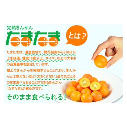 ふるさと納税 宮崎県 高鍋町 ＜“厳選”完熟きんかん「たまたま」2L×3kg 1箱＞2024年2月上旬〜2月下旬迄に順次出荷 金柑 柑橘 果物