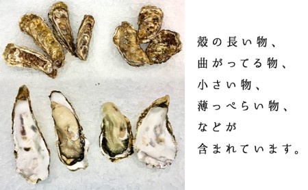 訳あり 牡蠣 北海道厚岸産 殻付カキ 約4kg (25から50個) カキナイフ付 生食