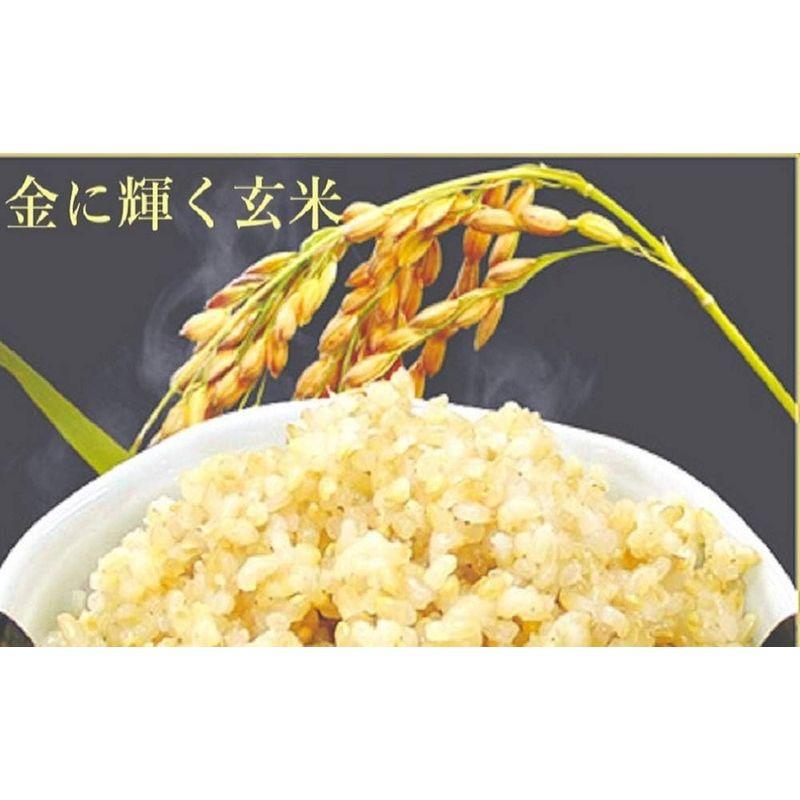 おくさま印 契約栽培 金のいぶき プレミアム玄米 パック ごはん 120g×12個