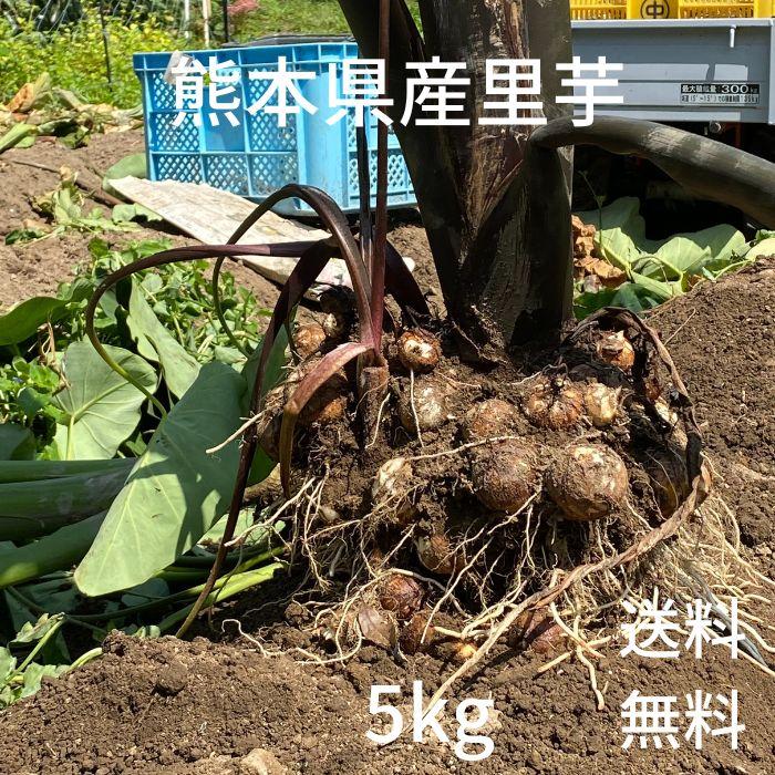 里芋5kg　有機栽培 産地直送 農家直送 熊本野菜