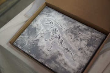 DIY禮盒現貨AHM IARTS 厚砌畫-恐龍化石