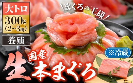 まぐろの王様！生本マグロ大トロ300g [e04-b029] 本まぐろ　本マグロ　まぐろ　マグロ　鮪