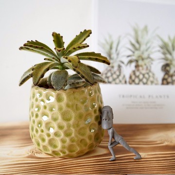 【竒植花物】旺旺來狐狸兔多肉盆栽 入厝禮物 辦公室小物 虎年