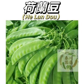 【現貨速發】荷蘭豆種子｜連莢帶豆一起食 鮮甜脆口｜陽台攀藤 現採最青｜一包多收 新手友善 四季高產蔬菜種籽綠植