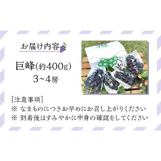 ふるさと納税 和歌山県 有田川町 先行予約 和歌山 有田産 巨峰 1.2kg 3~4房 フルーツ 果物 