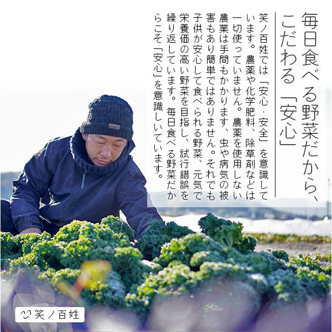 無農薬 野菜セット 農家直送 6〜8品目 安心安全 有機野菜詰め合わせ 大阪 西日本 産地直送 笑ノ百姓 笑の百姓