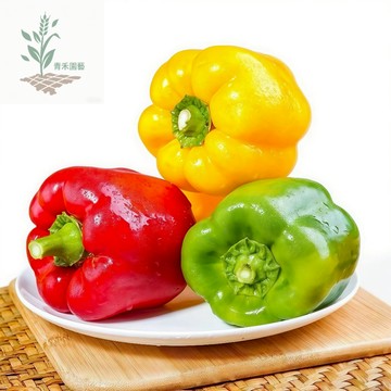 🔥青禾園藝（五彩甜椒種子）大果方型辣椒種子菜椒高產耐熱盆栽庭院四季播種果大肉厚營養豐富高產抗病不辣水果彩椒