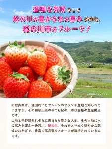 いちご イチゴ 苺 さちのかいちご 約1kg JA紀の里農業協同組合 《2024年2月上旬-3月末頃より順次出荷》 和歌山県 紀の川市 果物 フルーツ