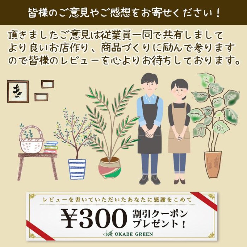 観葉植物 アガベ 笹の雪 6号 【現品】 黒プラスチック鉢 鉢皿付 多肉