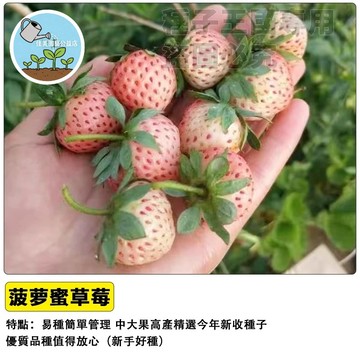 🍓台灣現貨 菠蘿草莓種子 白草莓稀有品種 自帶鳳梨香氣 陽台盆栽水果 可食用 家庭農場 DIY種植
