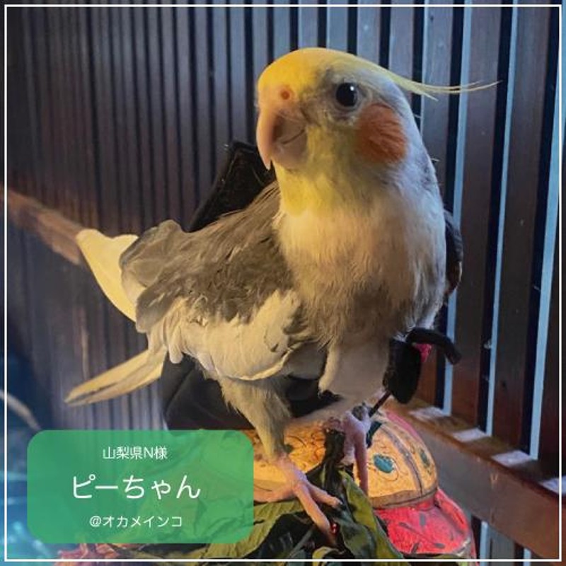 フライトスーツ ミディアム〜オカメインコ オキナインコ | LINEブランドカタログ