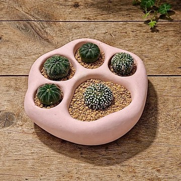 療癒系列  |  大喵爪爪石生花。 多肉植物。石頭玉/交換禮物