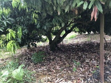 紘緯大樹近佛光山臨路農牧用地｜高雄市大樹區興田段