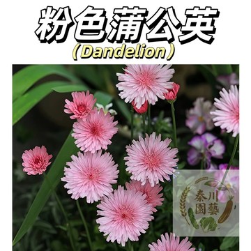 嘉義現貨（粉色蒲公英種子PGY-2 ）野菜婆婆丁~觀賞&藥食四季播種多年生花卉種子花海庭院野外造景種子