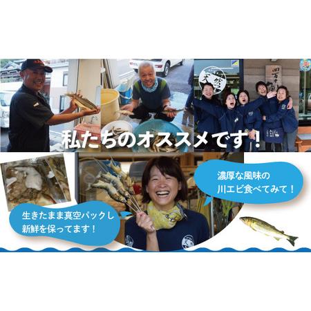 ふるさと納税 23-480．天然食材！四万十川の天然川エビ 約500g 高知県四万十市