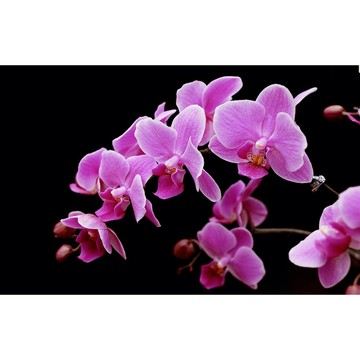 【冠亦商行】蘭花香精