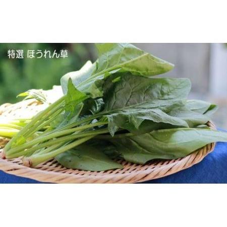 ふるさと納税 いわき浜の野菜セット（いわき市産の野菜詰め合わせセット） 福島県いわき市