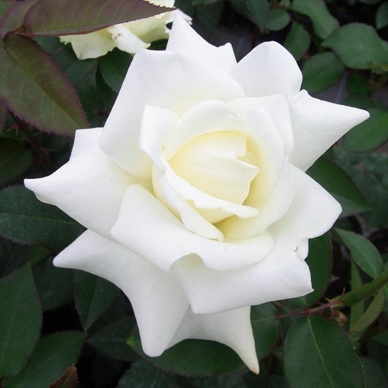 予約販売 バラ苗 バラ大苗 大輪 ジョンF.ケネディ 四季咲き 薔薇