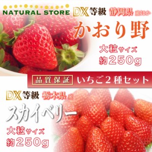 [予約 2024年2月15日-2月22日の納品] 遅れてごめんねバレンタイン かおり野 × スカイベリー 約250g× DX 大粒 苺 食べ比べ いちご