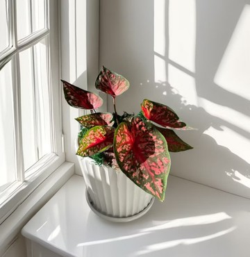 【彩葉芋】綠巨人 烤布蕾 白聖誕 白皇后 卡佛林沃頓室內外植物