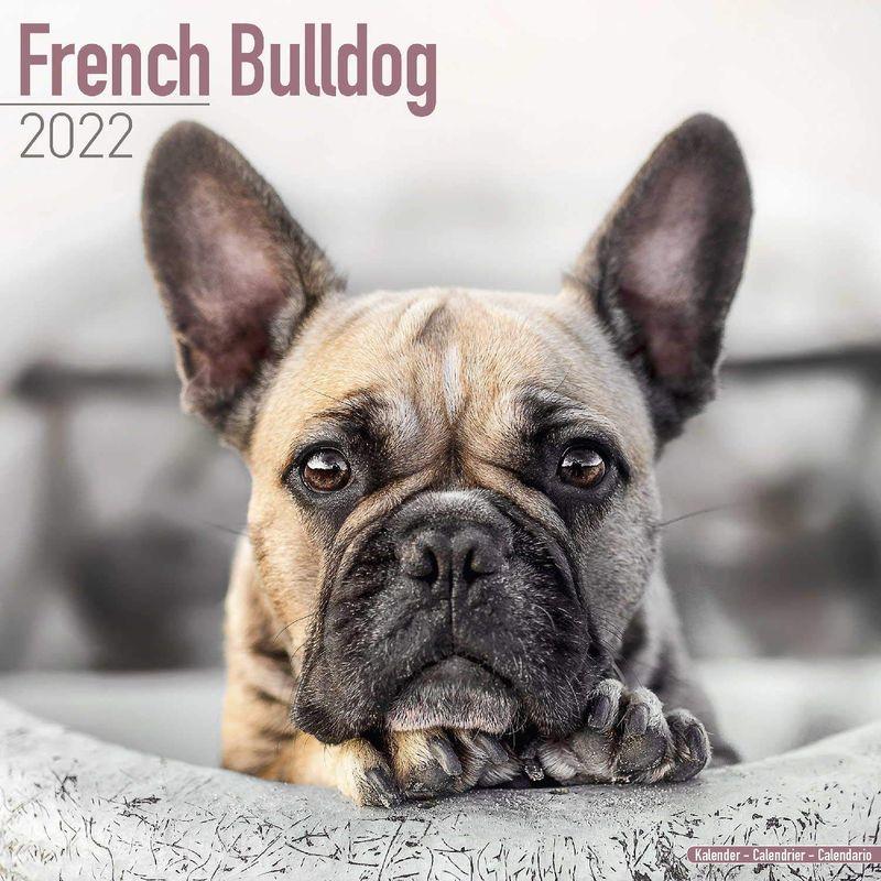 French Bulldog Wall Calendar
