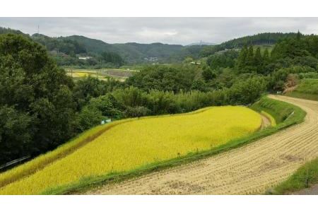 大分県産ひのひかり「ゆふ清流米」10kg