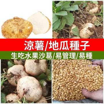 涼薯種子 豆薯種子 刈薯種子 牧馬山地瓜種子 涼薯豆 生食涼薯 脆甜涼薯 台灣本土種子 家庭菜園種子 陽台盆栽種子