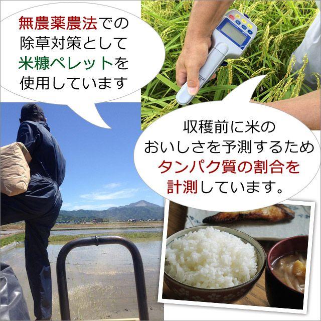 新米 米 お米 30kg 長寿米 コシヒカリ 無農薬 令和5年産 2023年産 吉田農園 滋賀県産 白米 玄米 送料無料