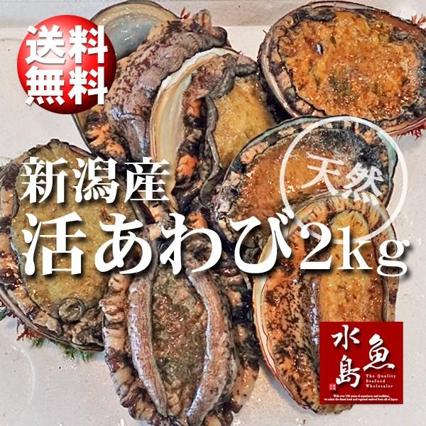 新潟産 天然 活アワビ・あわび 2kg 訳あり 送料無料