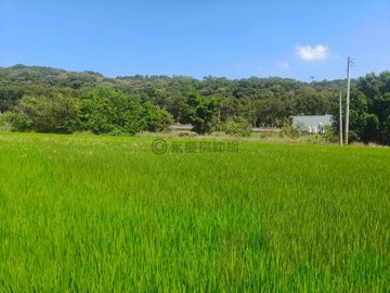 鳳岡路一段:大眉段40米大面寬大坪數平坦農田｜新竹縣竹北市大眉