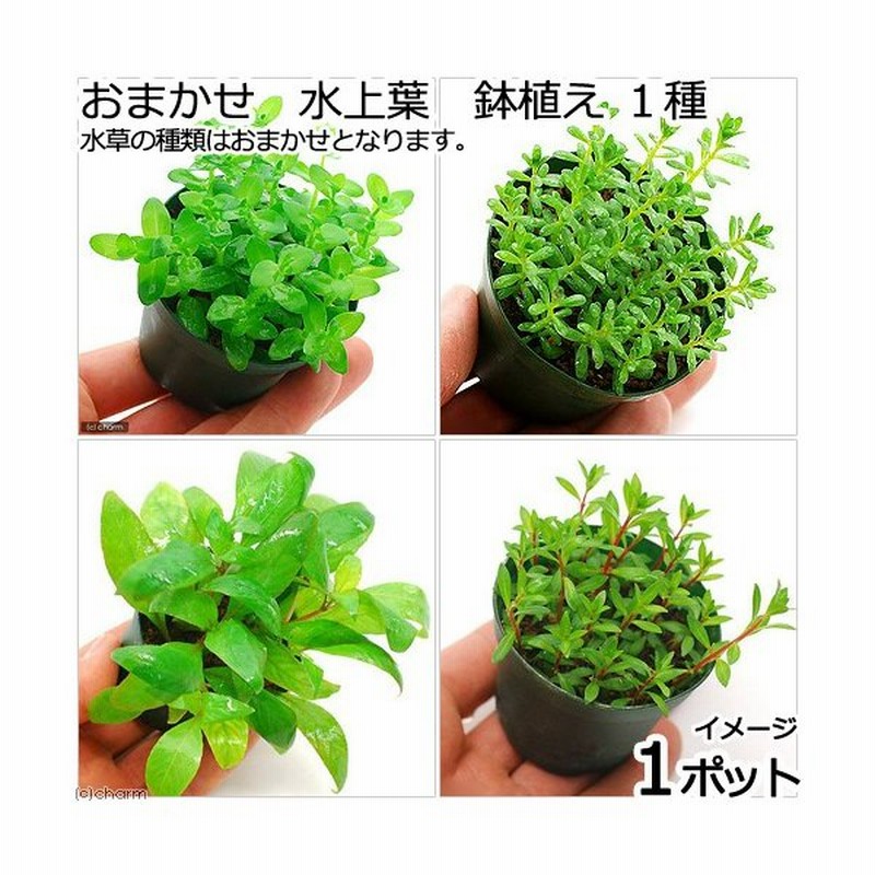 水草 おまかせ 水上葉 鉢植え １種 無農薬 北海道航空便要保温 通販 Lineポイント最大0 5 Get Lineショッピング