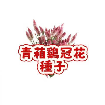 次日達-(青葙鷄冠花種子) 當季新籽 發芽率高  春天四季易活開花不斷花卉盆栽死不瞭花好養室內外 新手易種植 #超優惠