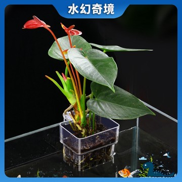 【水幻奇境】水草培育盆 魚缸水培籃 水草培育杯 魚缸水培植物籃家用水草種植杯壁掛式挺水植物定植籃魚缸造景裝飾 魚菜共生